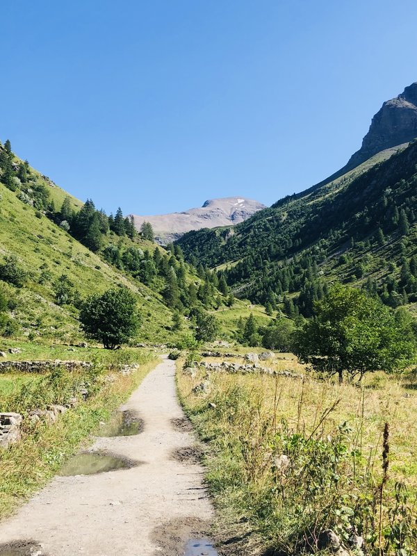 Quel engrais naturel est le plus efficace pour les rosiers en pots sur un balcon urbain ?